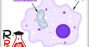 Role of Mitochondria in killing Bacteria