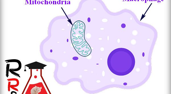 Role of Mitochondria in killing Bacteria
